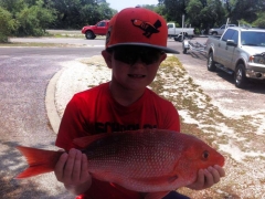 Red Snapper 15