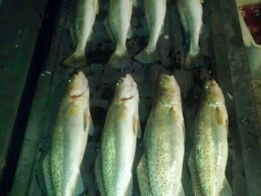 speckled trout 4