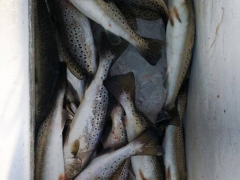 speckled trout 10