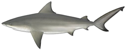 Bull-shark