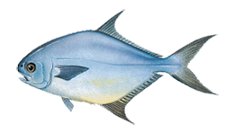 pompano