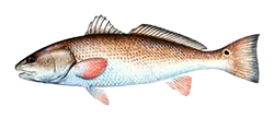 redfish